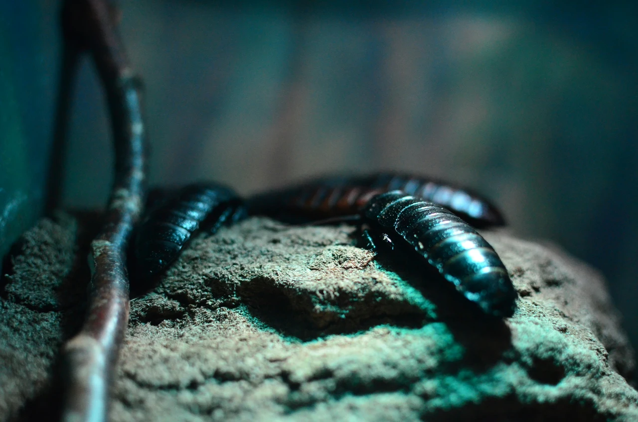 Allerta uova di scarafaggio: ecco dove le nascondono e come riconoscerle subito