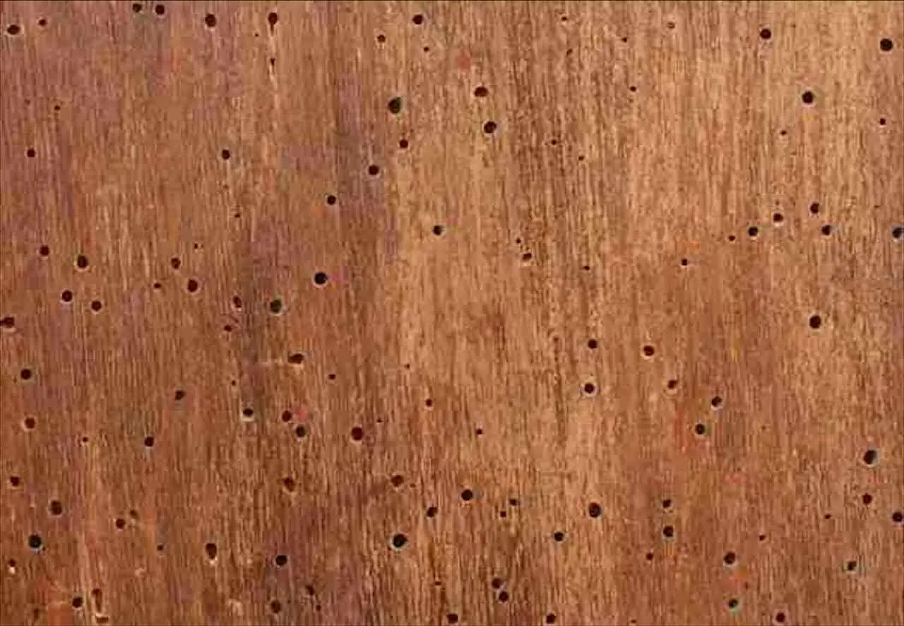 Allarme puntini gialli sui mobili: ecco cosa sono e perché indicano un’infestazione nascosta