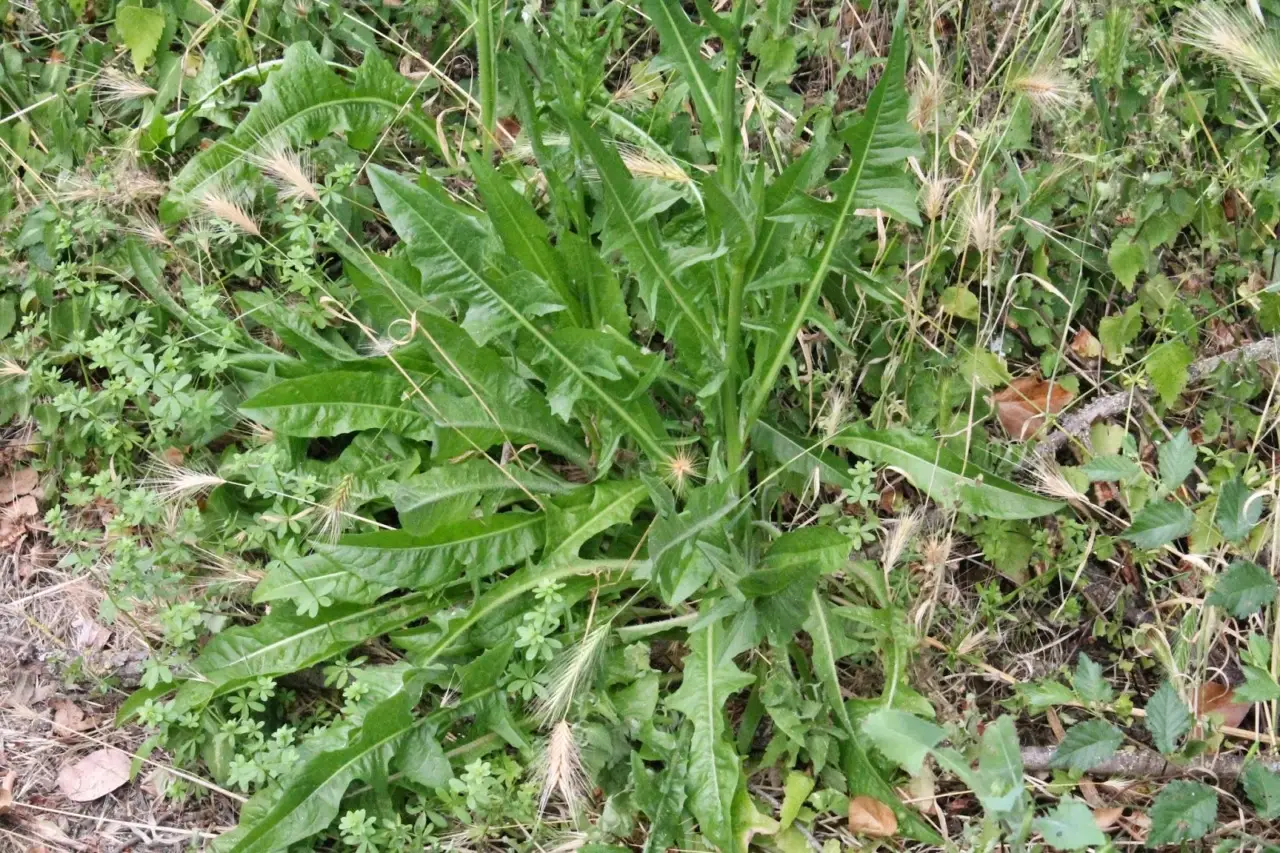 Il segreto dell’erba teresina: ecco quando fiorisce e profuma il tuo giardino