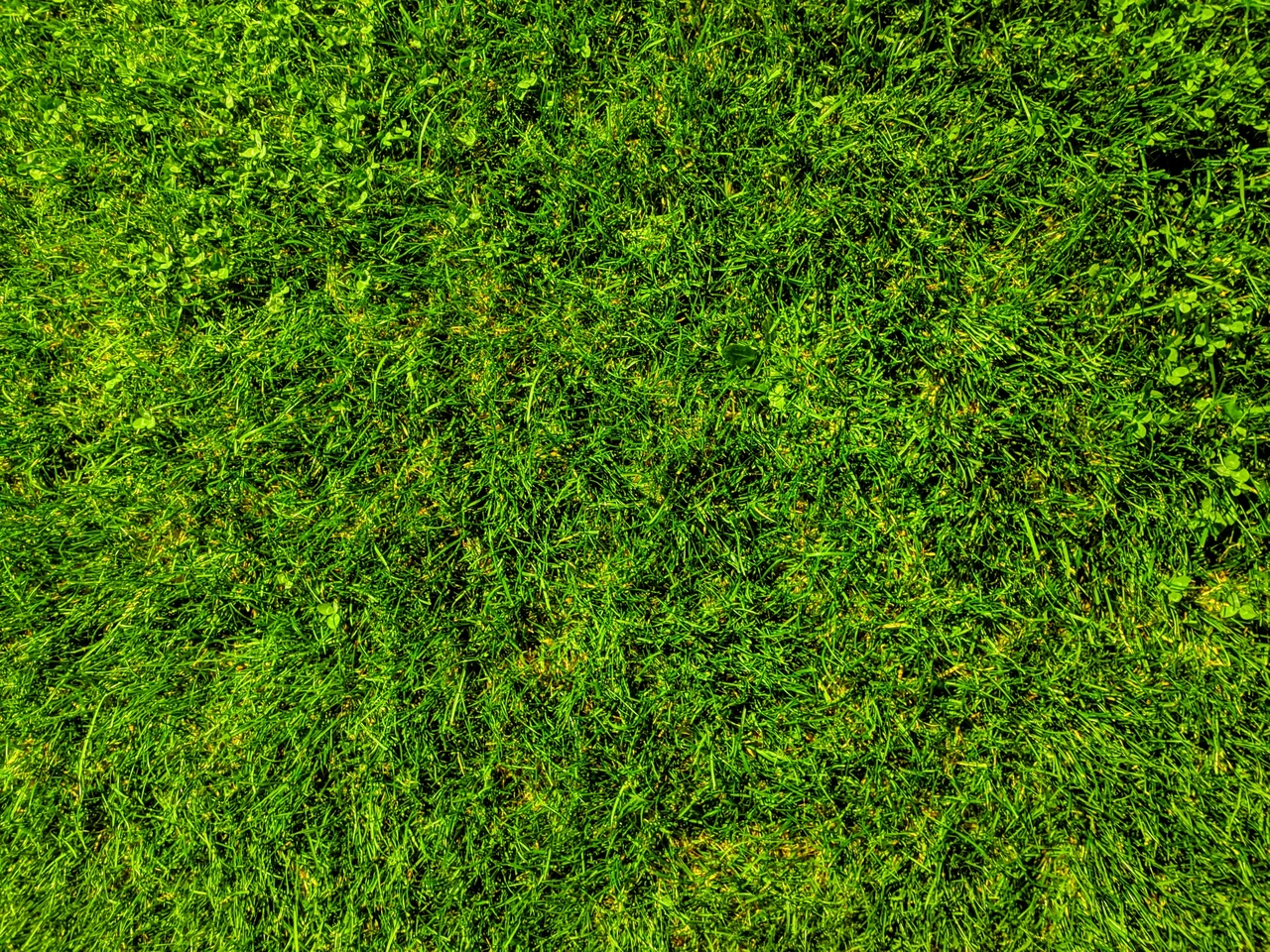 Non dare l’antimuschio al prato in questo periodo: lo danneggi quasi irrimediabilmente